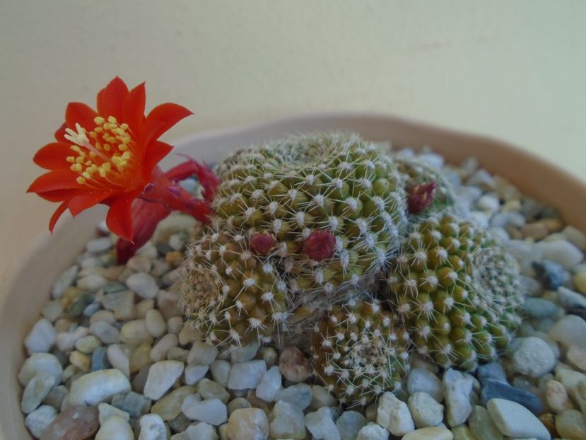 Rebutia krainziana - Cactusi 2019 bis