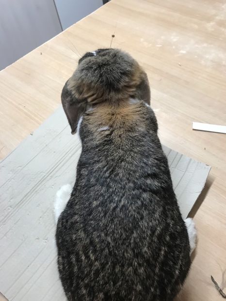 42858537-C17B-4D44-804F-E699DFFF366B - FEMELE