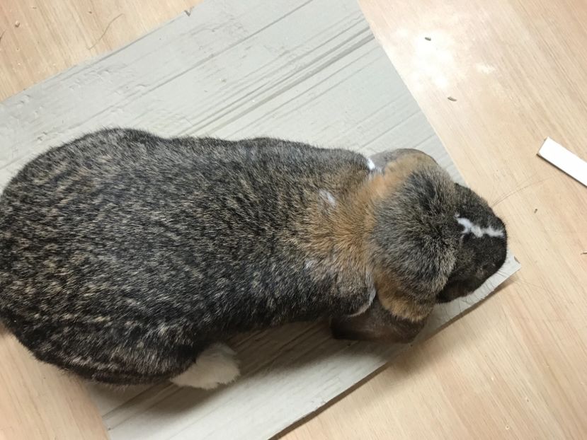 8D89064E-71D6-4883-8E0D-9EAB29AE65F2 - FEMELE