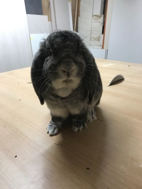 5006FBA8-99AD-41DC-B552-F5D0A0495E8A - MASCULI