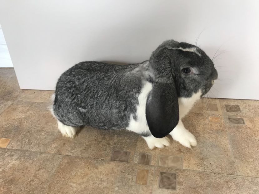 60C8DCF7-4B5D-461A-A51C-AD63CC9A0AF6 - MASCULI