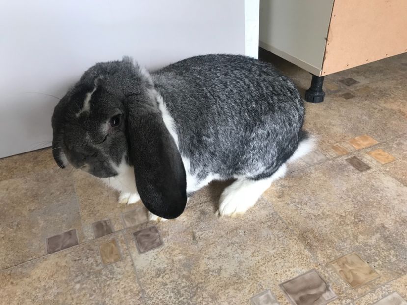 FCB2E34E-C5E0-42A6-8A44-1635DA925535 - MASCULI