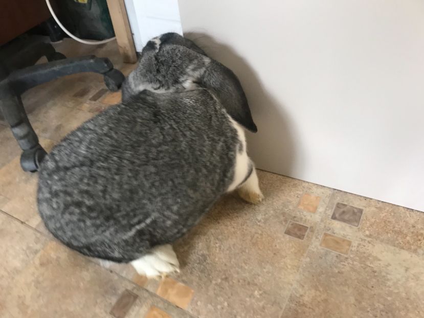 19311791-F69D-4EEE-B9DC-16E5BE154895 - MASCULI