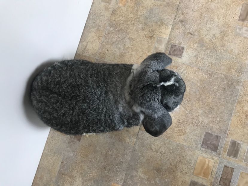 0E04D2D7-806B-4F97-9A0F-84DC662E69BF - MASCULI