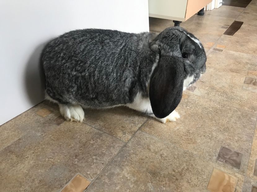 5796BB58-4E3F-4292-9300-2189BB1E0824 - MASCULI