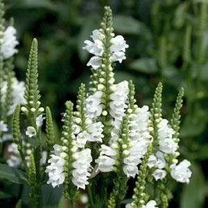 Phisostegia - B Plante ierboase perene suculente ierburi decorative ferigi de vanzare