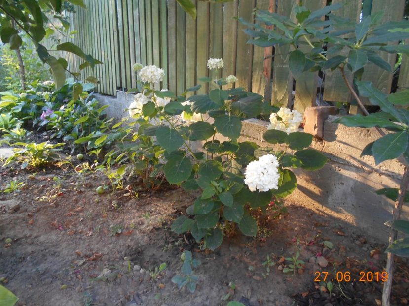  - 2Azalee-rhododendroni-hortensii-hoste 2019