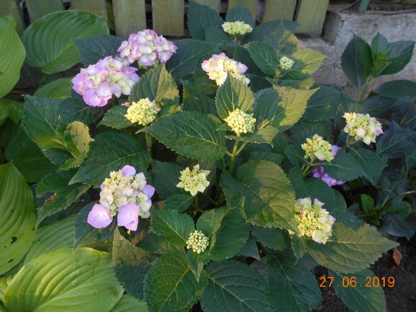  - 2Azalee-rhododendroni-hortensii-hoste 2019