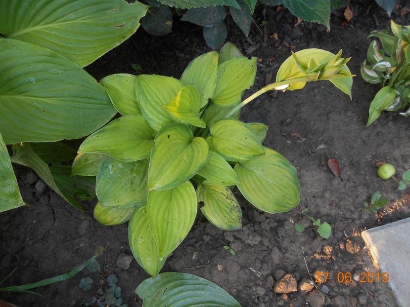  - 2Azalee-rhododendroni-hortensii-hoste 2019