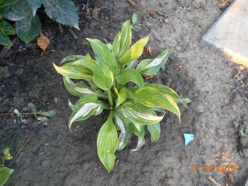  - 2Azalee-rhododendroni-hortensii-hoste 2019