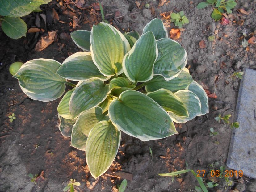  - 2Azalee-rhododendroni-hortensii-hoste 2019