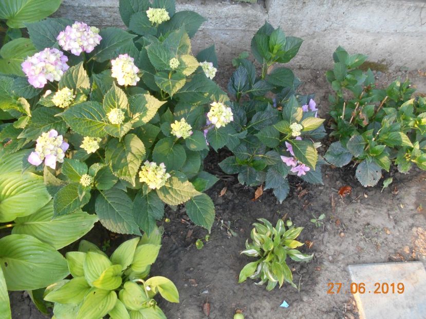  - 2Azalee-rhododendroni-hortensii-hoste 2019