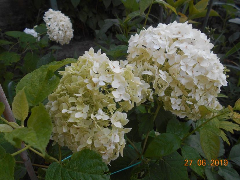  - 2Azalee-rhododendroni-hortensii-hoste 2019