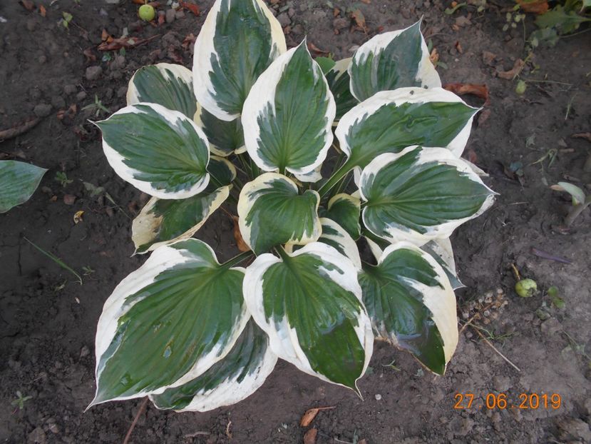  - 2Azalee-rhododendroni-hortensii-hoste 2019