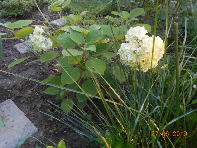  - 2Azalee-rhododendroni-hortensii-hoste 2019