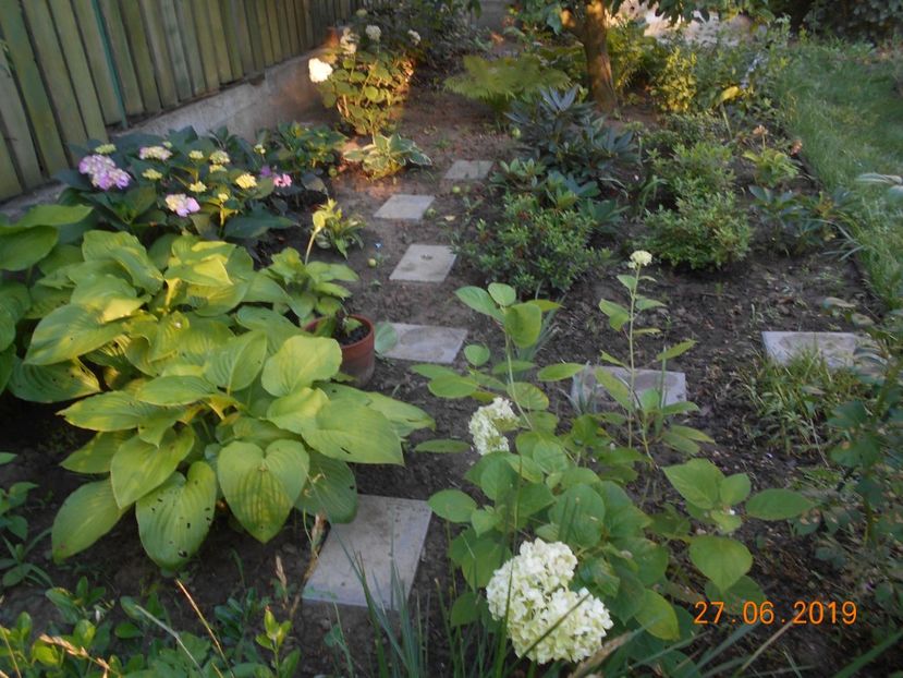  - 2Azalee-rhododendroni-hortensii-hoste 2019