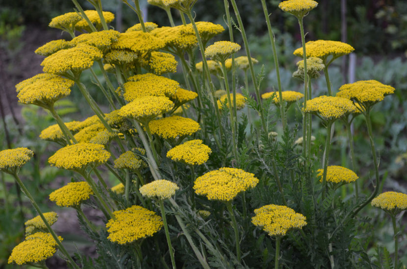  - dragostea  de natura