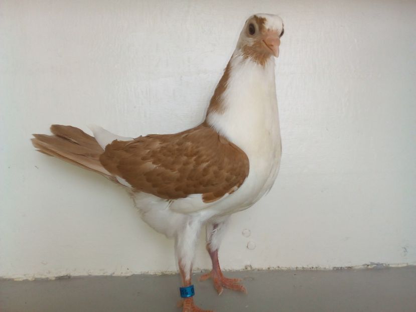 pierdut - PUISORI 2019