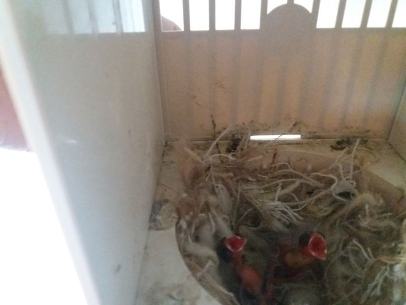 hibrizi petrusi - pui hibrizi petrusi si canarusi 2019