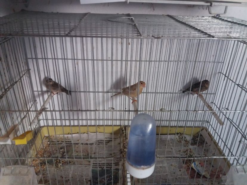 canarita cu hibrizi petrusi - pui hibrizi petrusi si canarusi 2019