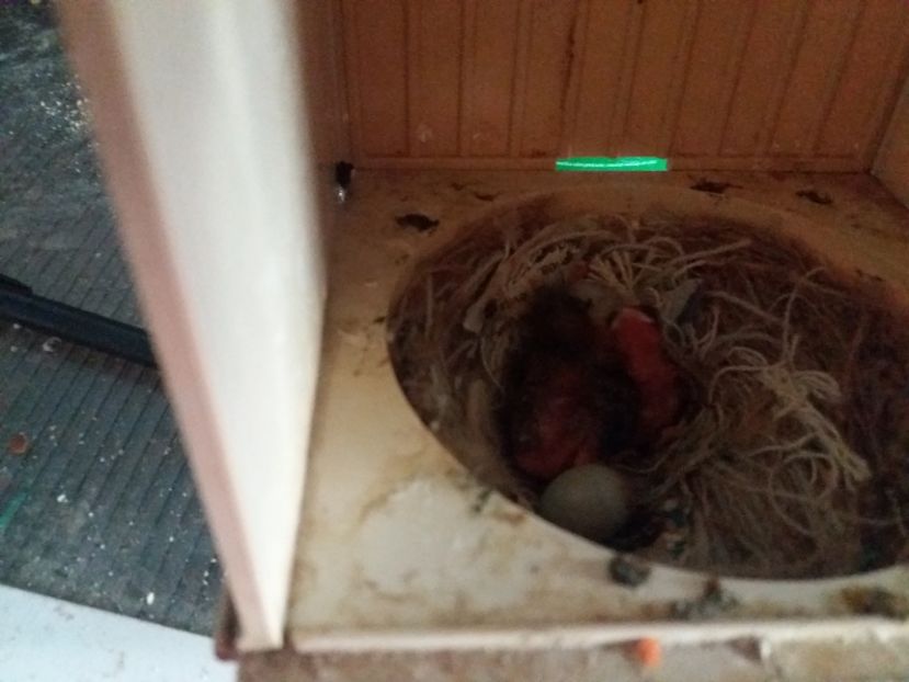 hibrizi petrusi - pui hibrizi petrusi si canarusi 2019