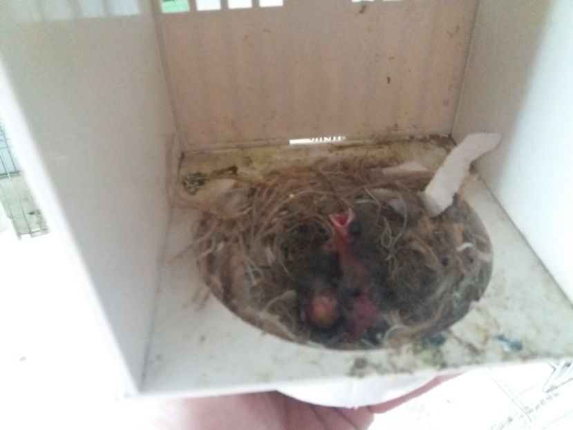 hibrizi canarusi - pui hibrizi petrusi si canarusi 2019