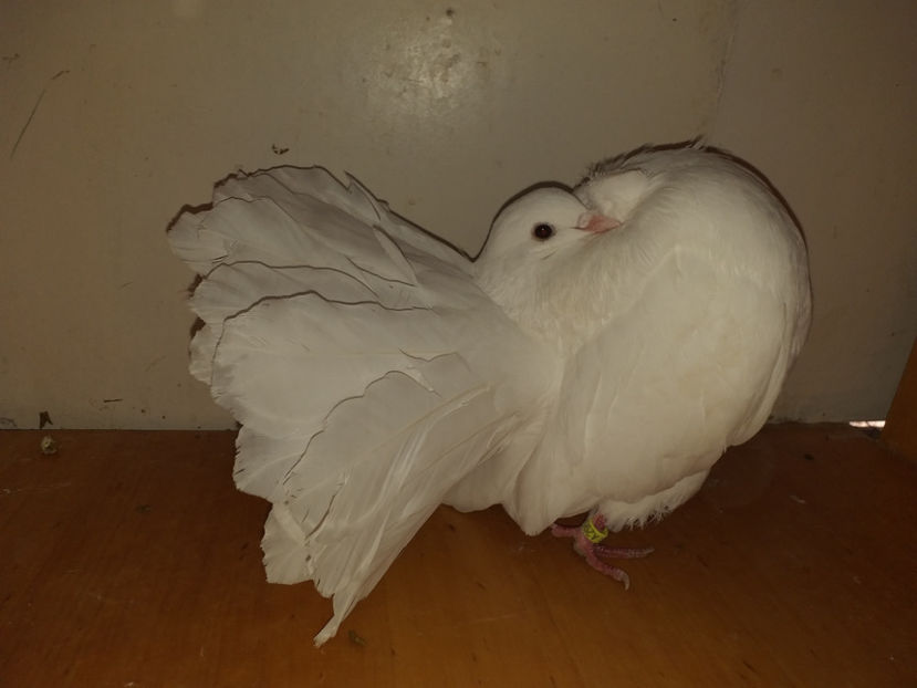 M 2017 - Porumbei  vinduti