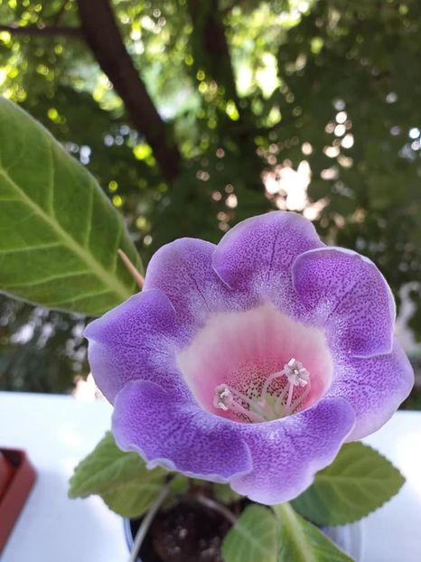  - Gloxinii 2019