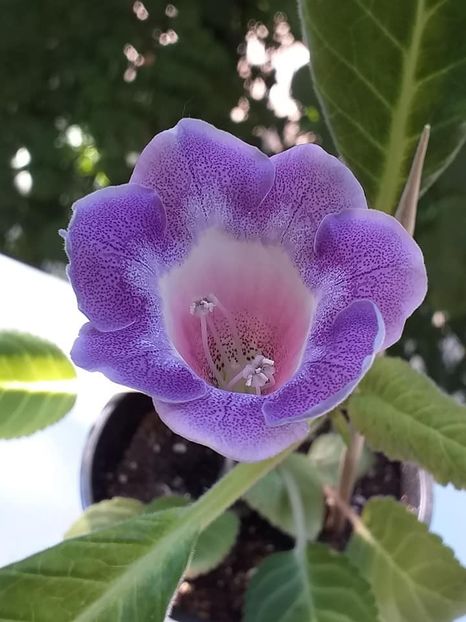 Violina 5 - Gloxinii 2019