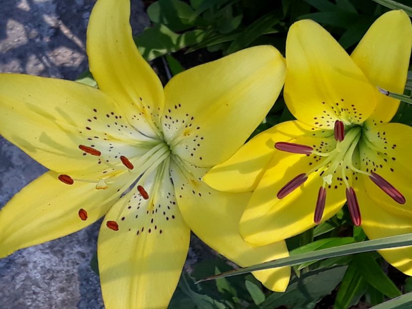  - Crini de toate felurile!