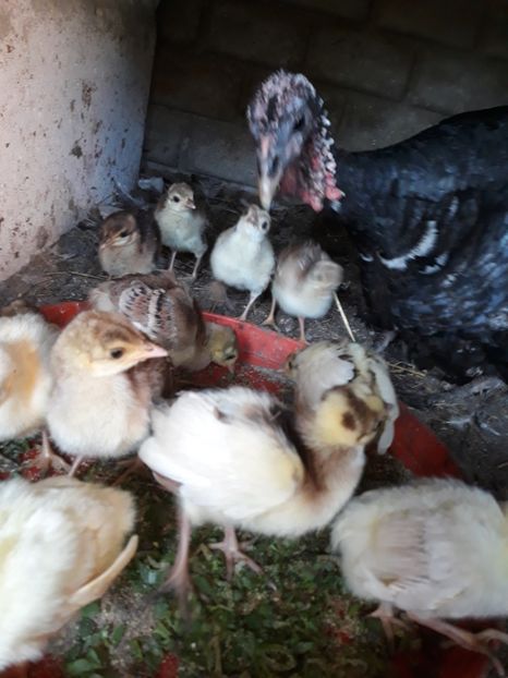 - Pui de păun 2019