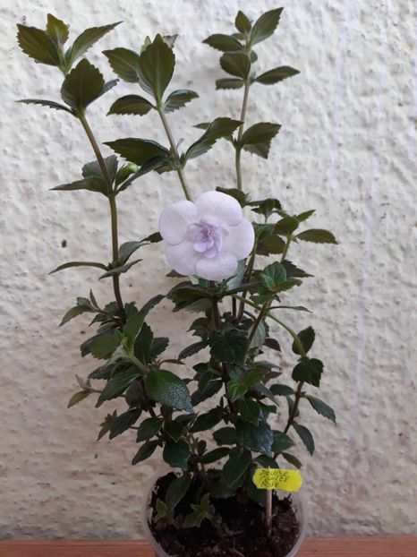  - R19 - Double Picotee Rose - renuntat