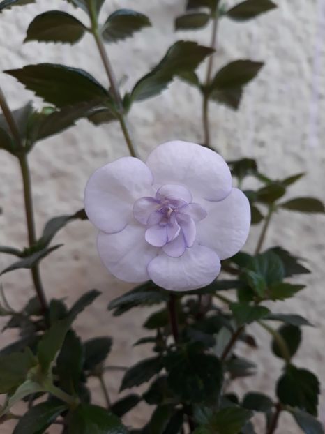  - R19 - Double Picotee Rose - renuntat