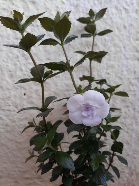  - R19 - Double Picotee Rose - renuntat