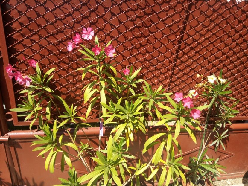  - Leandru - 2012-2019