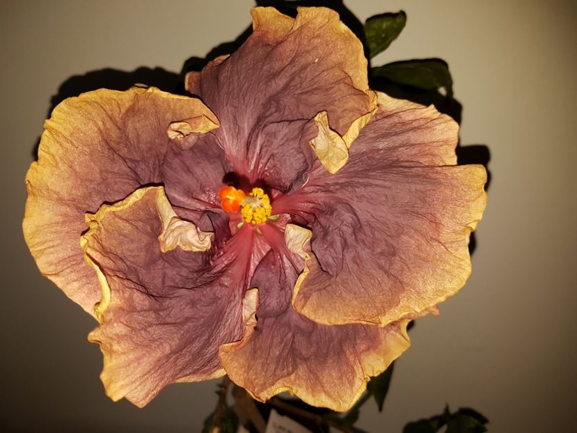  - Hibiscus Black Metal