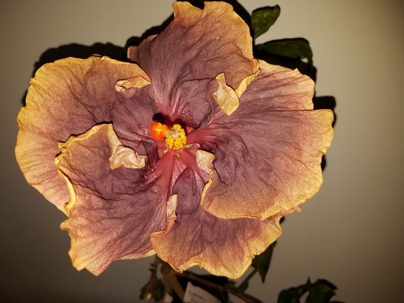  - Hibiscus Black Metal