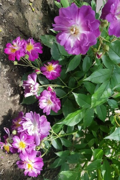  - U-GRADINA MEA