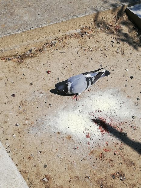  - Gutana Vânătă leftata dela Marin din Ionesti