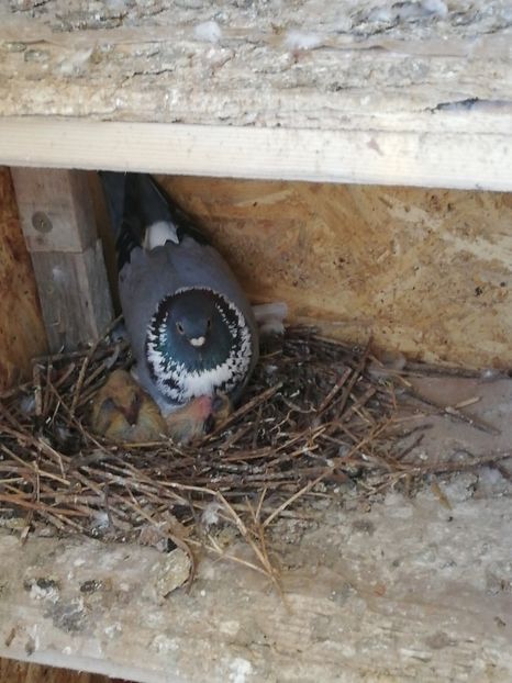  - Gutana Vânătă leftata dela Marin din Ionesti