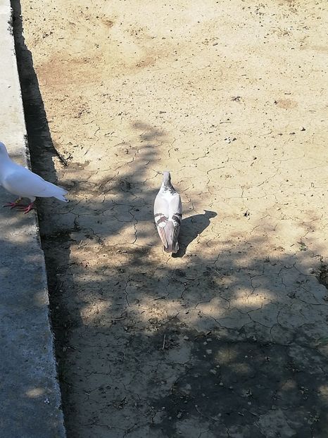  - Gutana Vânătă leftata dela Marin din Ionesti