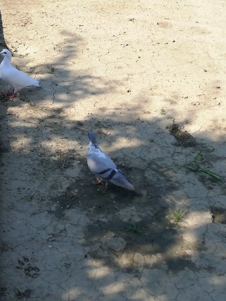  - Gutana Vânătă leftata dela Marin din Ionesti