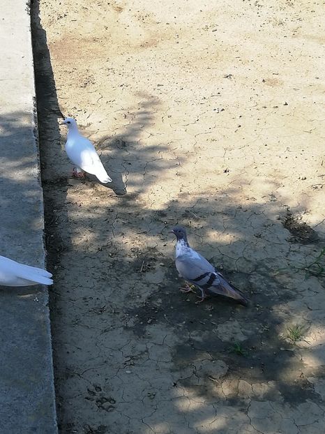  - Gutana Vânătă leftata dela Marin din Ionesti