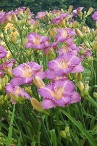 Hemerocallis Entrapment - b Comenzi plante copaci 2018 2019