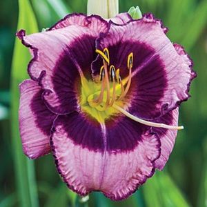 Hemerocallis Macbeth - b Comenzi plante copaci 2018 2019