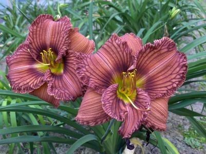 Hemerocallis Nowhere to Hide - b Comenzi plante copaci 2018 2019