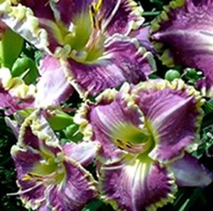 Hemerocallis Bestseller - b Comenzi plante copaci 2018 2019