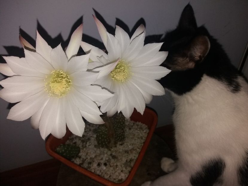  - Flori în iunie 2019