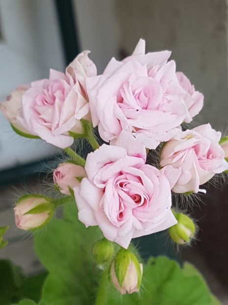 Millfield rose - Muscate de colectie 2019