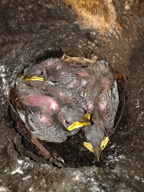  - AAAAAA_CUIB GRAURI 2018_2019_2020_2022_2023